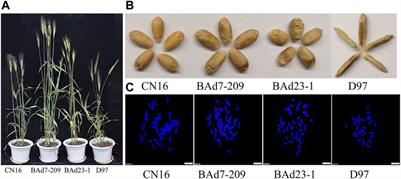 Comparison of the Agronomic, Cytological, Grain Protein Characteristics, as Well as Transcriptomic Profile of Two Wheat Lines Derived From Wild Emmer